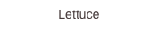 Lettuce