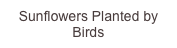 Sunflowers Planted by Birds