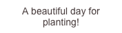 A beautiful day for planting!