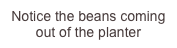 Notice the beans coming out of the planter